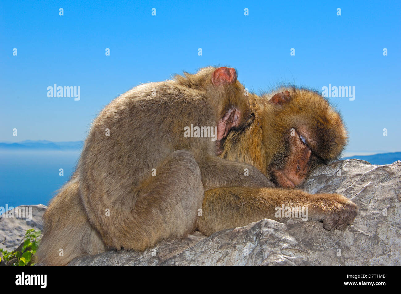 Macaque de Barbarie (Macaca sylvanus). Gibraltar, Royaume-Uni Banque D'Images