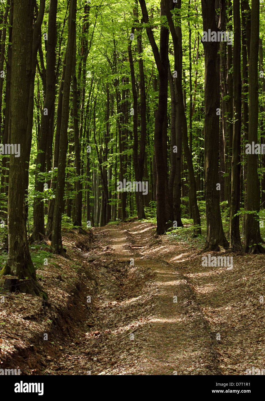 Route dans la forêt de feuillus avec des hêtres Banque D'Images