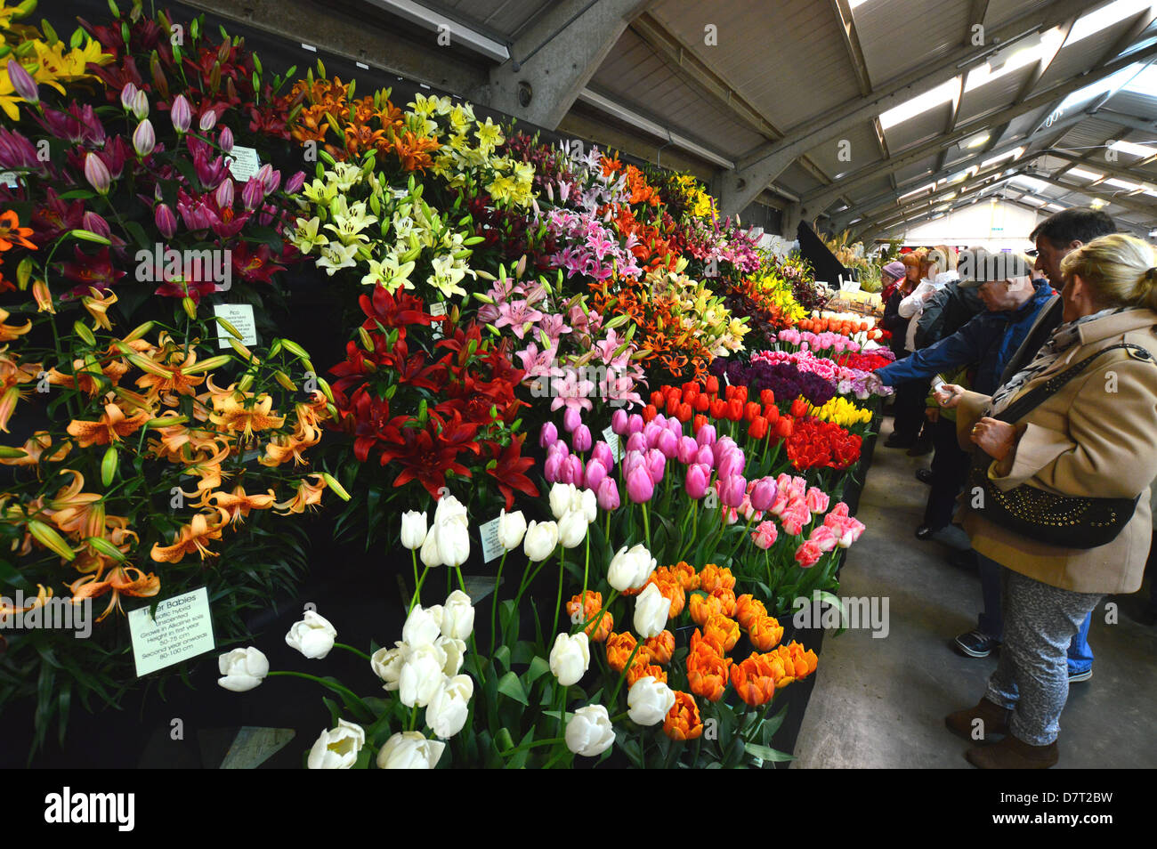 Un affichage des tulipes et des lis à la Harrogate Floralia Yorkshire Banque D'Images