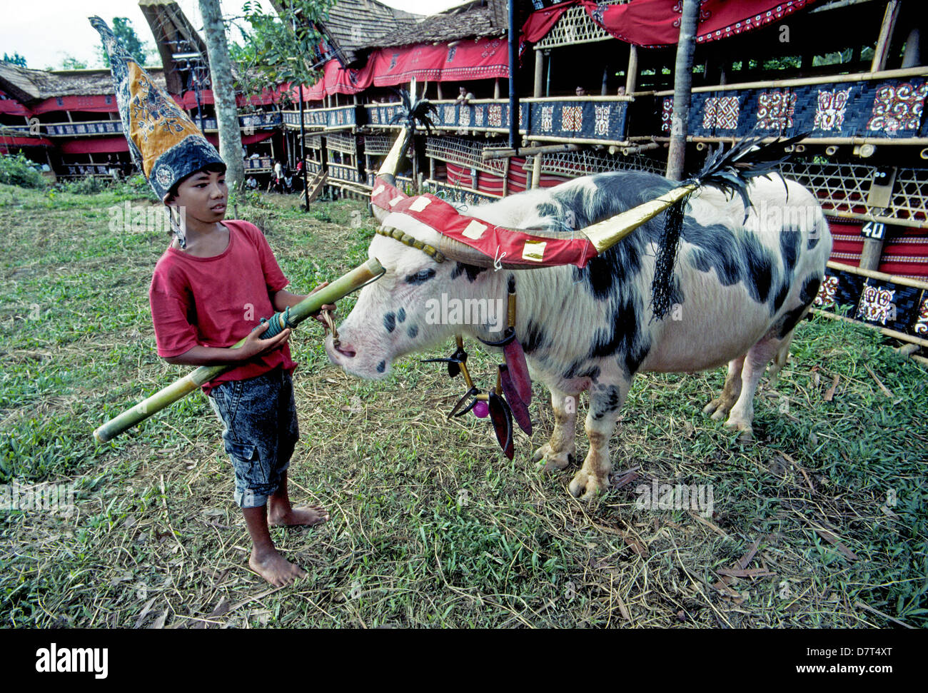 Un garçon tend un buffle qui sera donné en cadeau à l'abattage à une cérémonie funèbre dans Torajaland sur l'île de Sulawesi en Indonésie. Banque D'Images