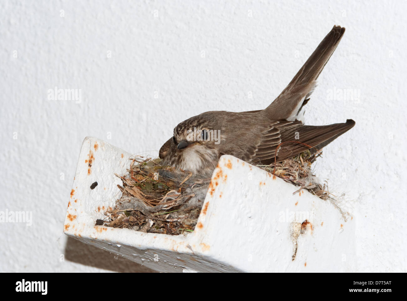 Un petit oiseau (spotted flycatcher) couver ses œufs sous le toit d'une maison Banque D'Images