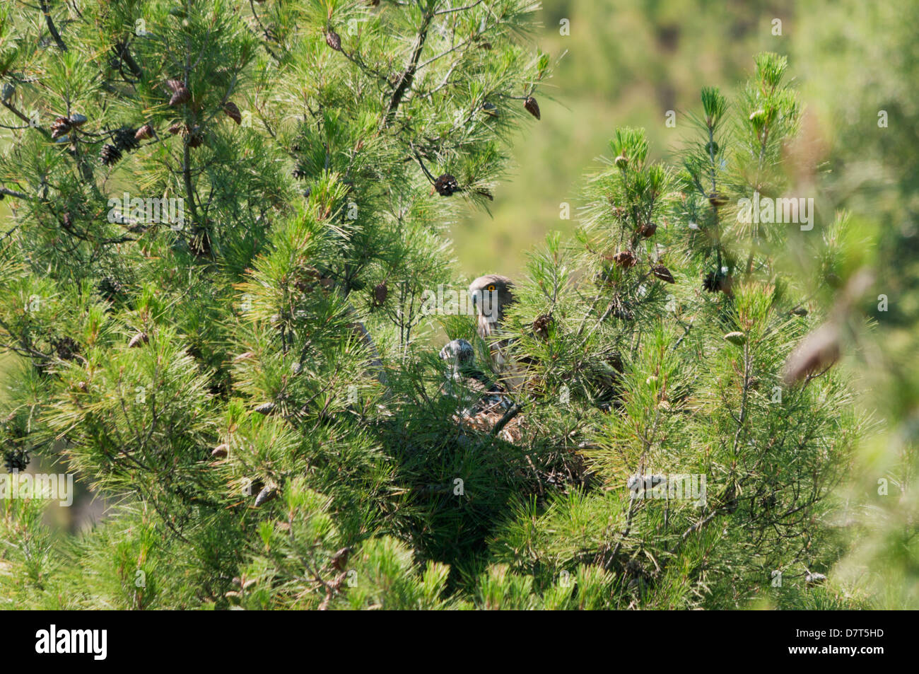 Circaète jean-le-blanc (Turdus gallicus) au nid avec chick Banque D'Images