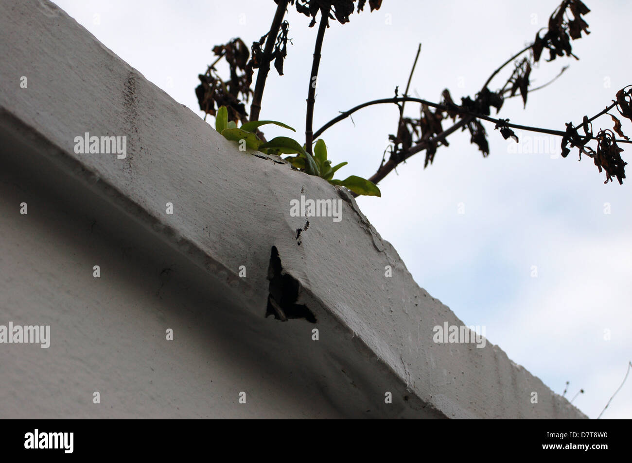 Secret de béton caniveau écrasés par le nombre d'arbustes 3335 Banque D'Images