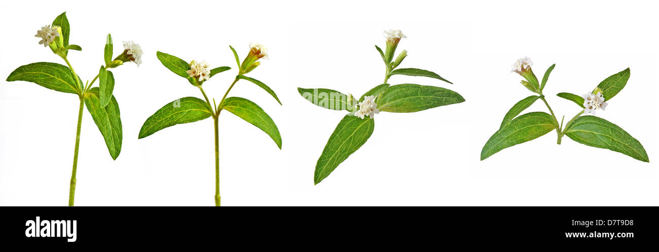 Stevia rebaudiana fleuri, sweet leaf substitut du sucre sur fond blanc Banque D'Images
