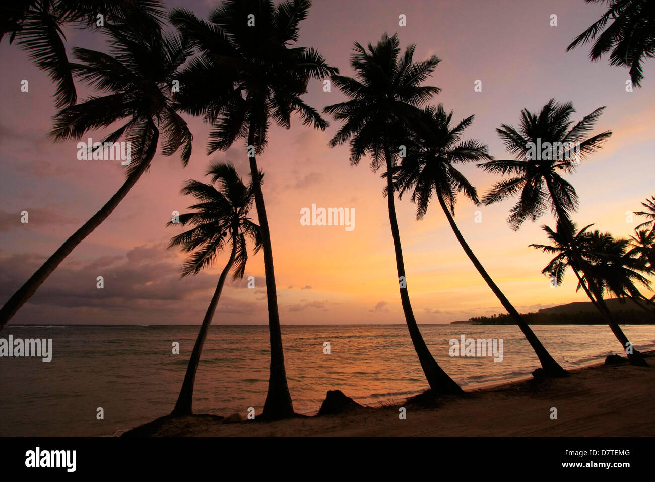 Palmiers au lever du soleil, la plage de Las Galeras, péninsule de Samana, République Dominicaine Banque D'Images