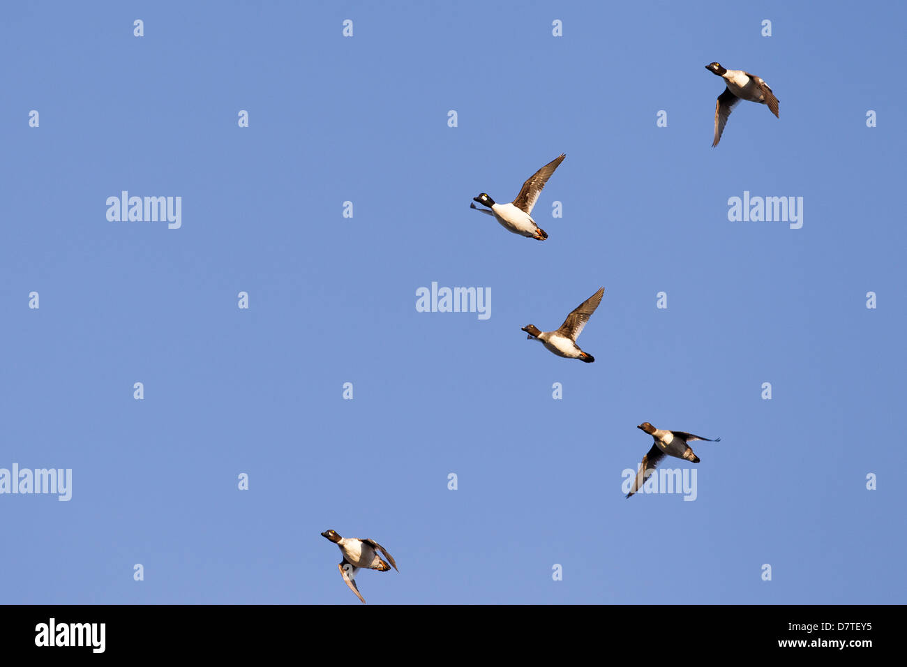 Le Garrot à œil d'or (Bucephala clangula americana), mâle adulte, premier hiver homme, et les femelles en vol Banque D'Images