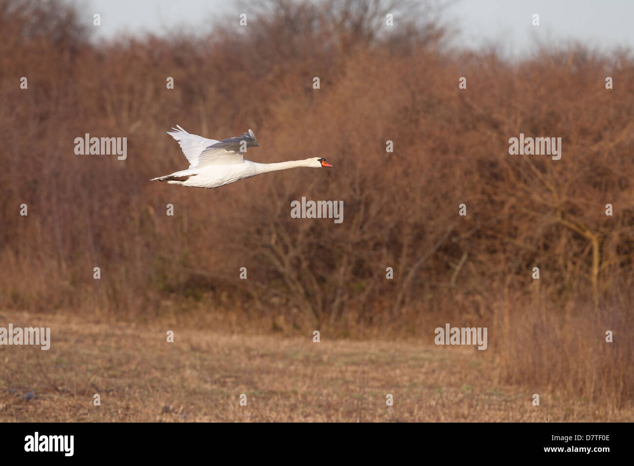 Mute Swan (Cygnus olor) en vol au cours de la Jamaica Bay National Wildlife Refuge dans le Queens, New York City, New York. Banque D'Images