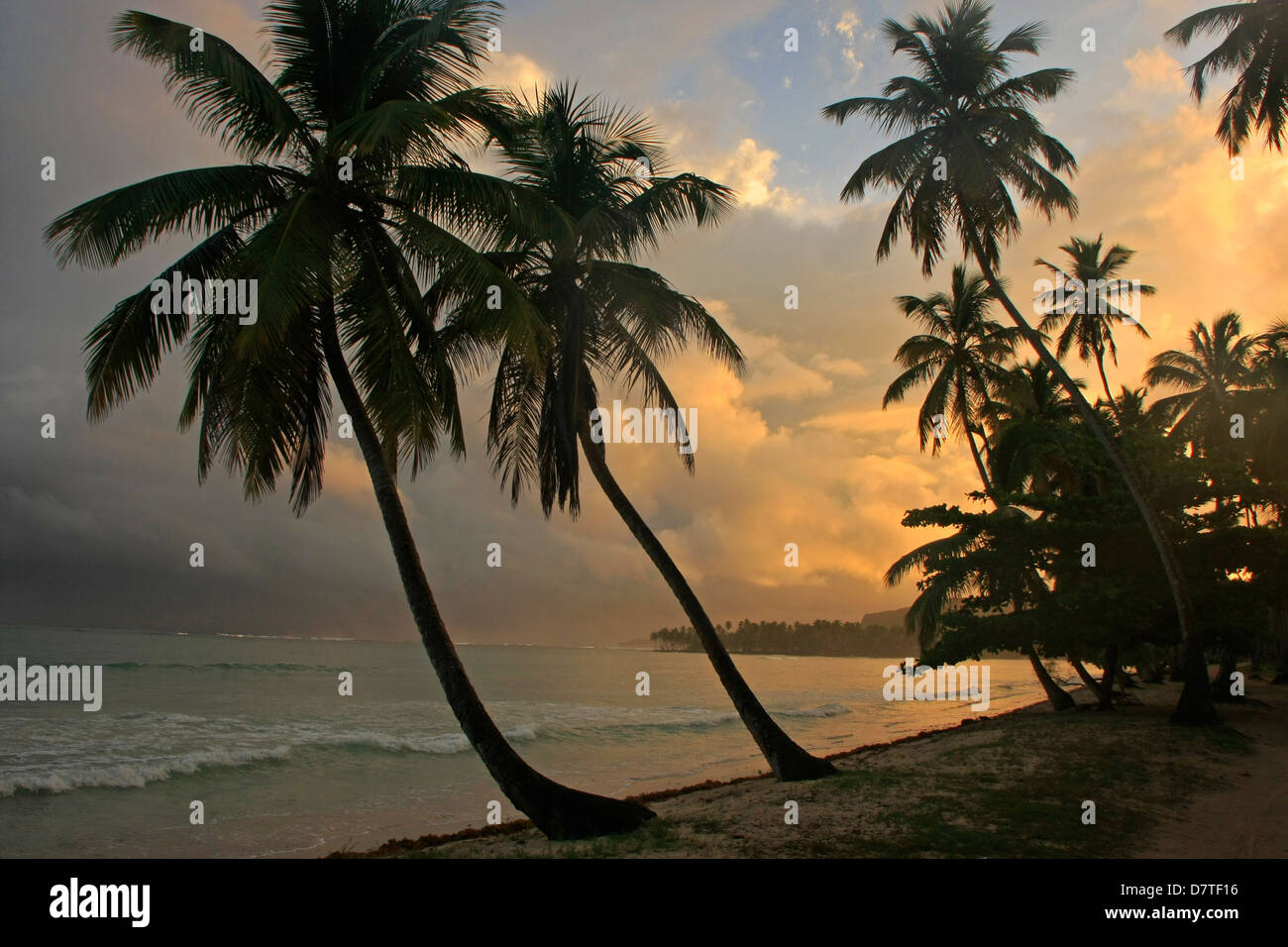 Palmiers au coucher du soleil, la plage de Las Galeras, péninsule de Samana, République Dominicaine Banque D'Images