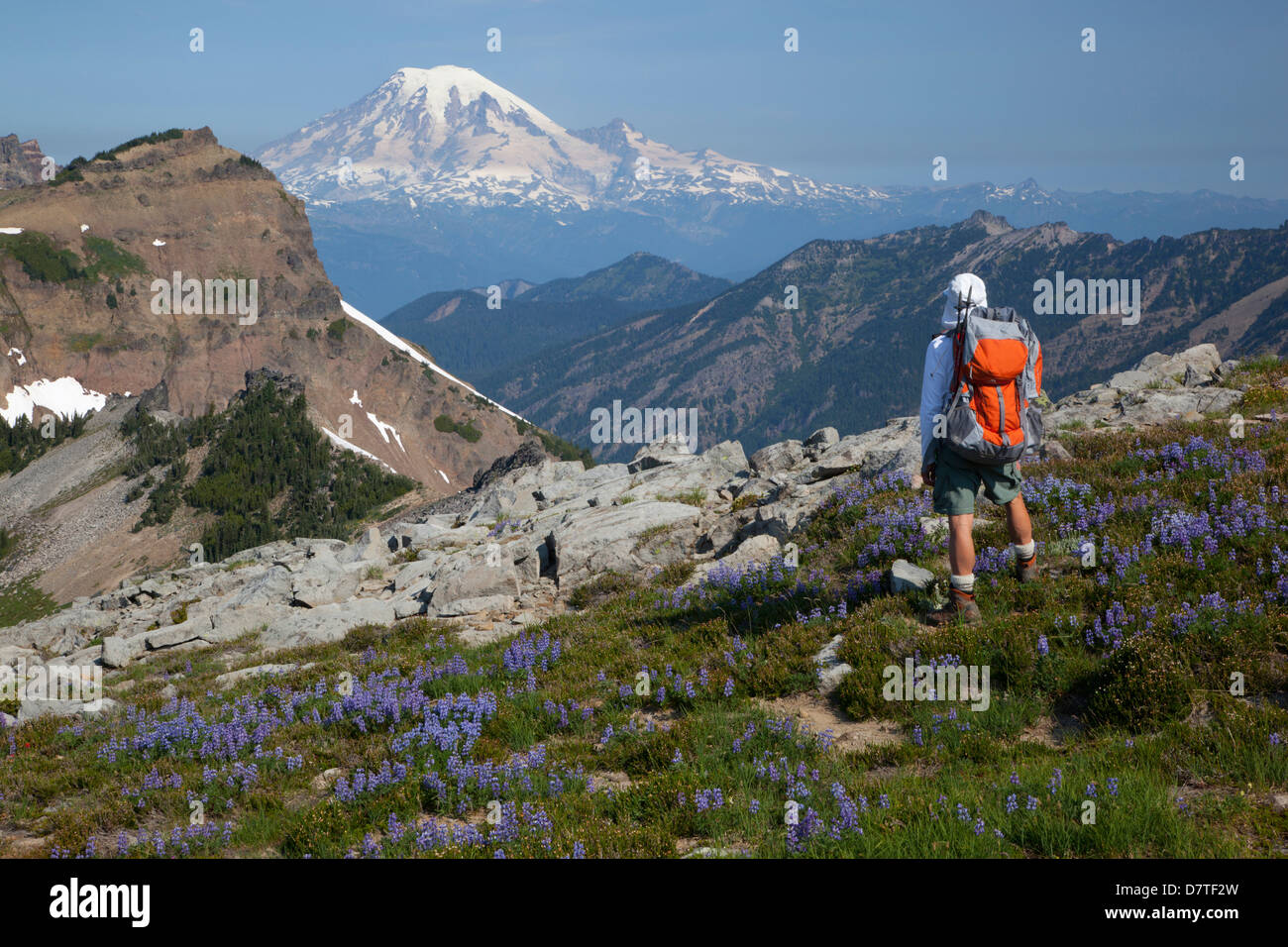 WA, chèvre sauvage des Rochers, le Mont Rainier, vue à partir de la Pacific Crest Trail (MR) Banque D'Images