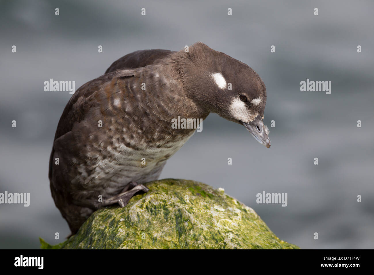 L'Arlequin plongeur (Histrionicus histrionicus histrionicus), femme de ramper sur un rocher jetty Banque D'Images