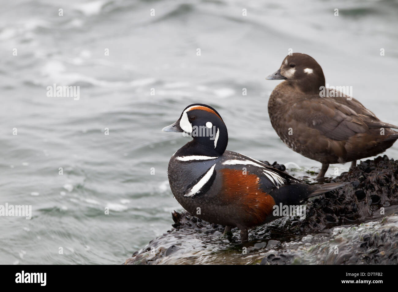 L'Arlequin plongeur (Histrionicus histrionicus histrionicus) mâle en plumage nuptial et femelle reposant sur un rocher jetty Banque D'Images