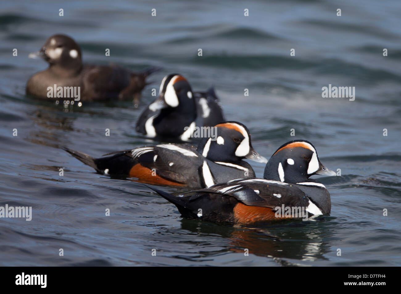 L'Arlequin plongeur (Histrionicus histrionicus histrionicus), les mâles en plumage nuptial et une femme natation Banque D'Images