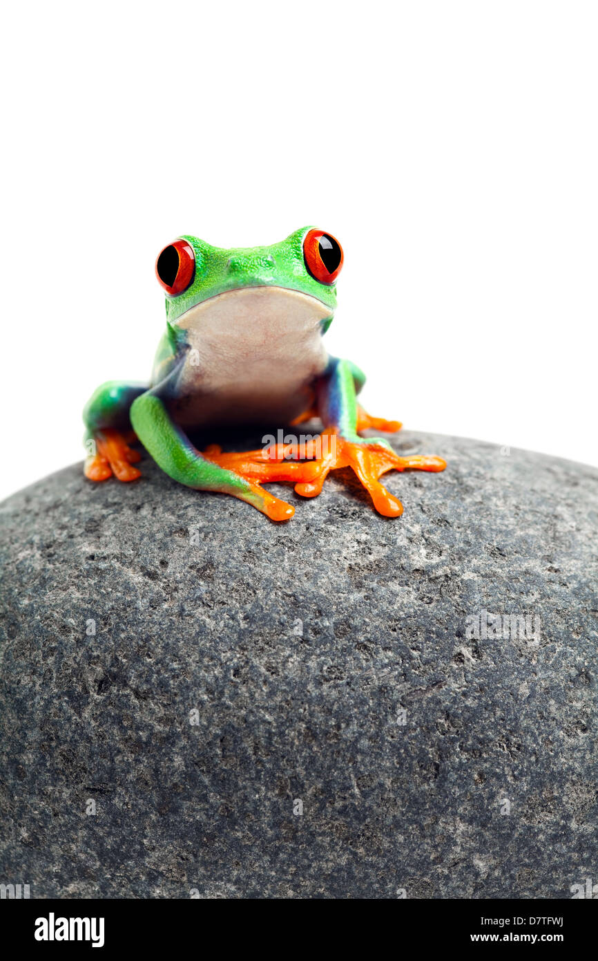 Assise sur un rocher grenouille close up isolé sur blanc - red-eyed tree frog agalychnis callidryas Banque D'Images