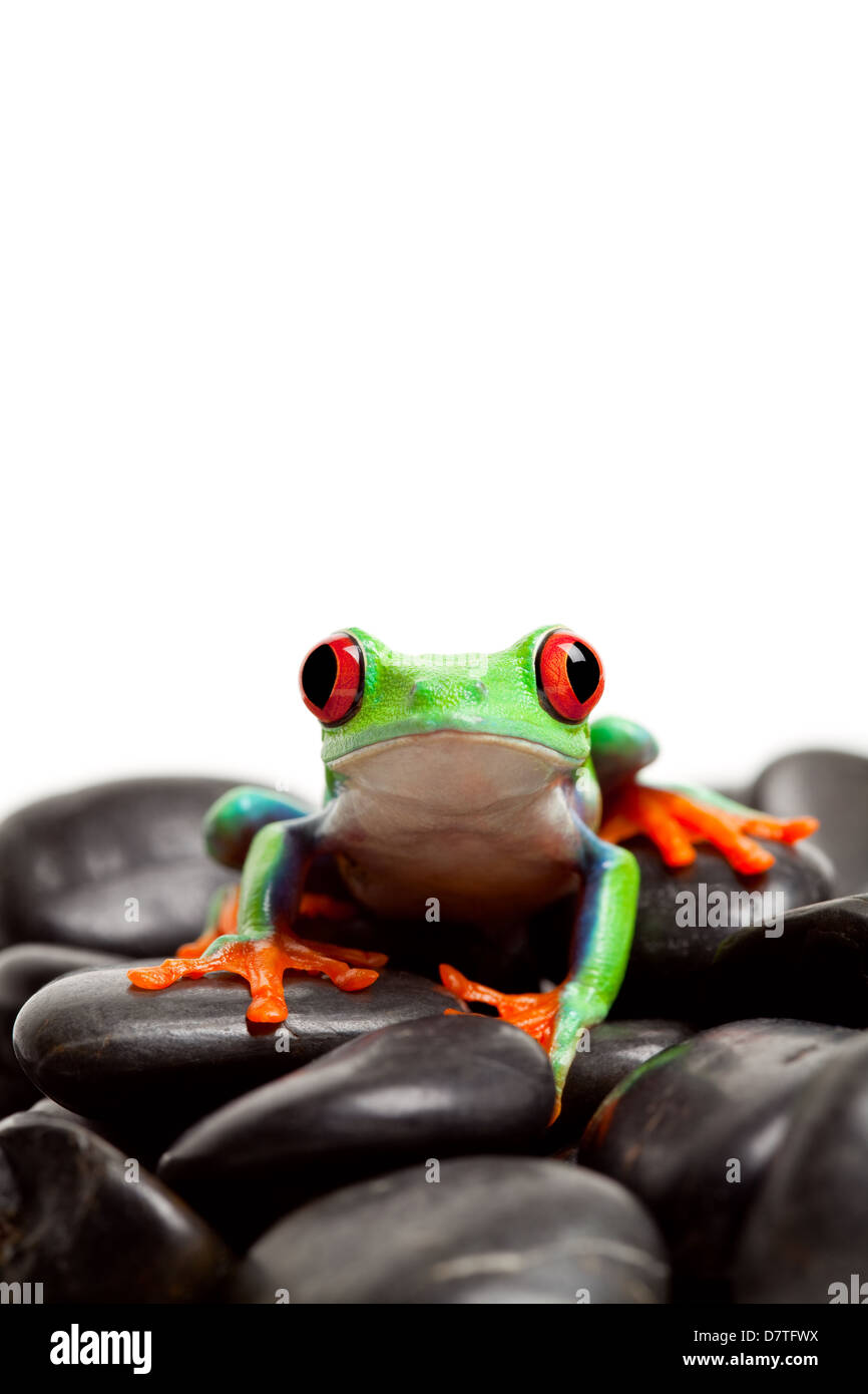 Red-eyed tree frog sitting on rocks looking at camera isolated on white Banque D'Images