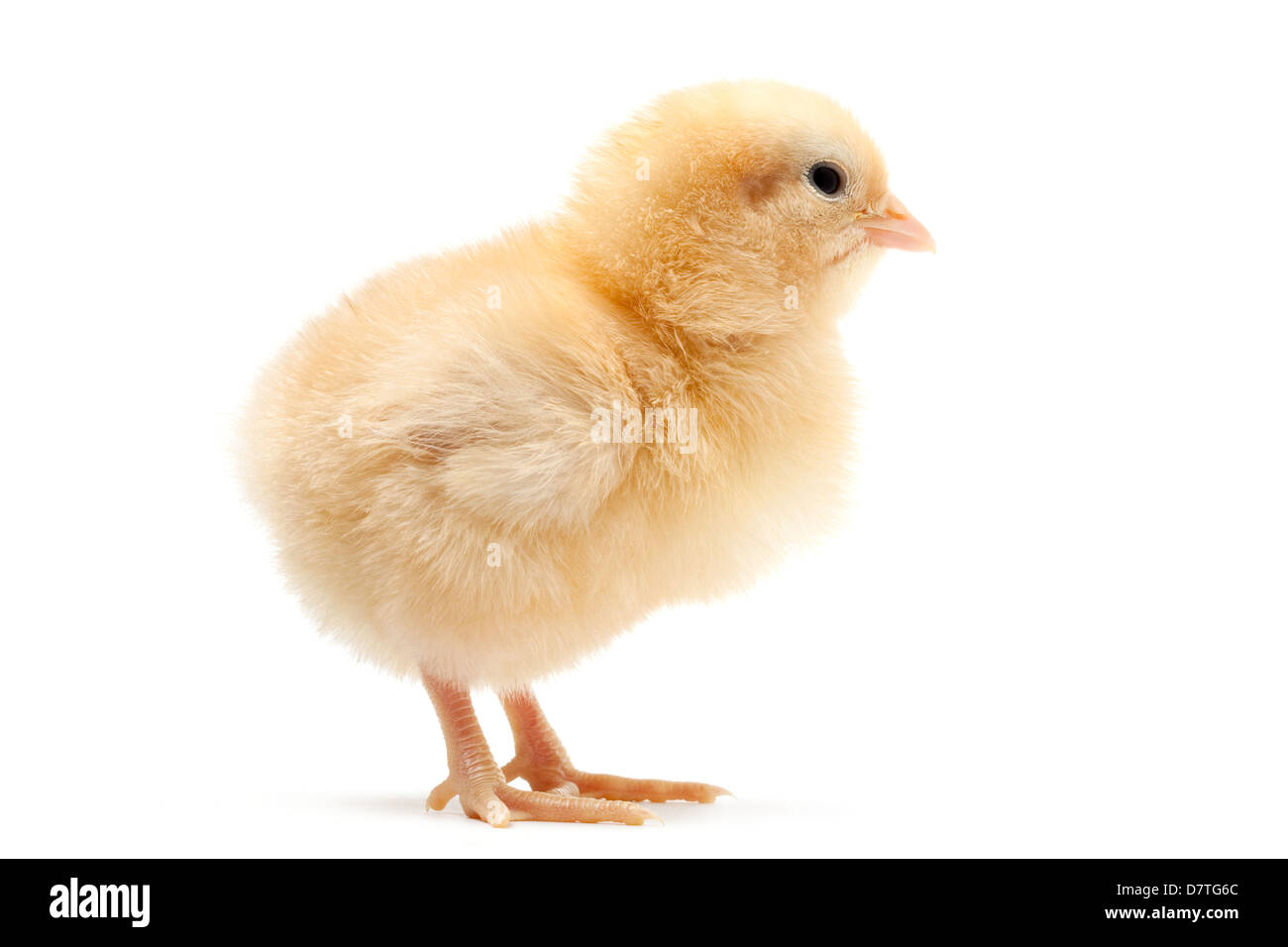Chick isolated on white - mignon bébé poulet (Buff Orpington) du côté close up Banque D'Images