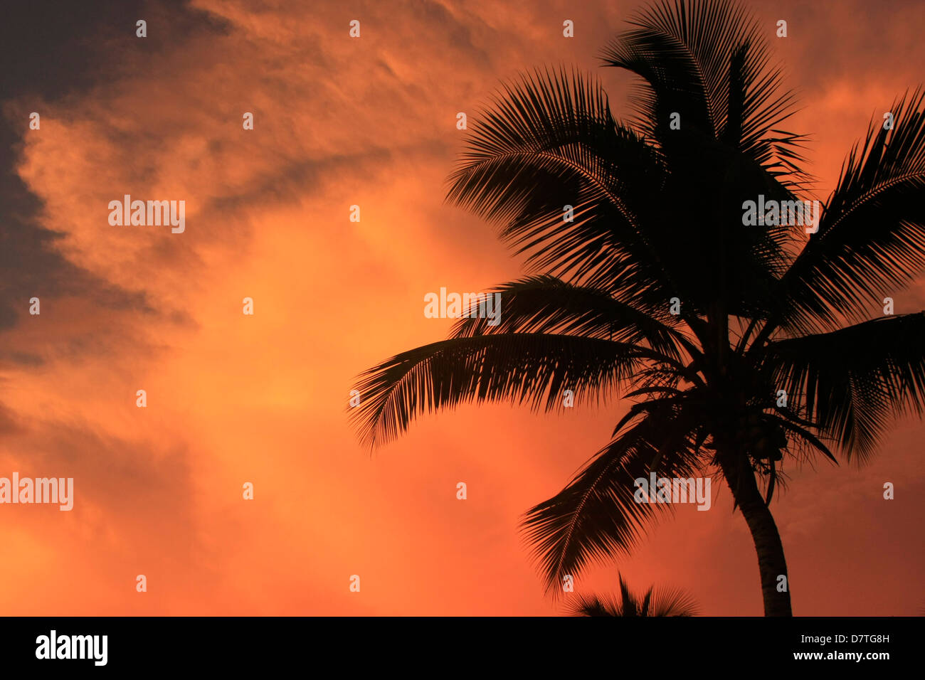 Silhouette de palmier au coucher du soleil Banque D'Images