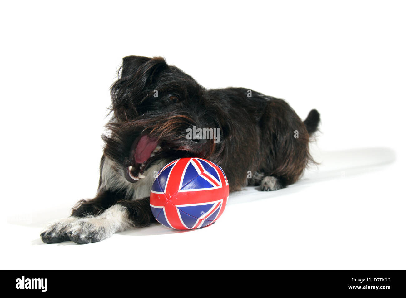 Jackapoo chien photographié dans un studio adapté à la découpe Banque D'Images