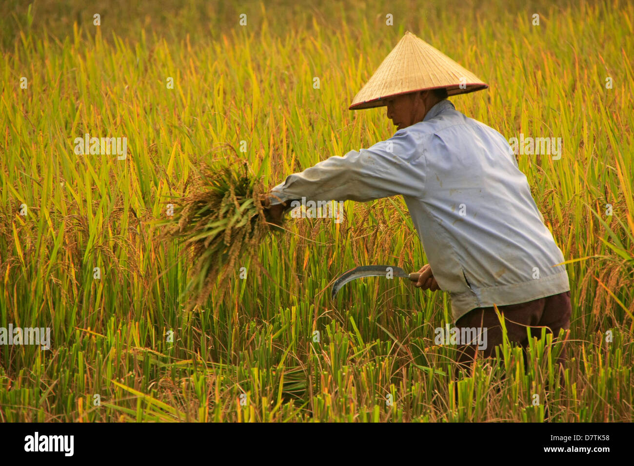 Agriculteur de la récolte du riz, Tam Coc, province de Ninh Binh, Vietnam Banque D'Images