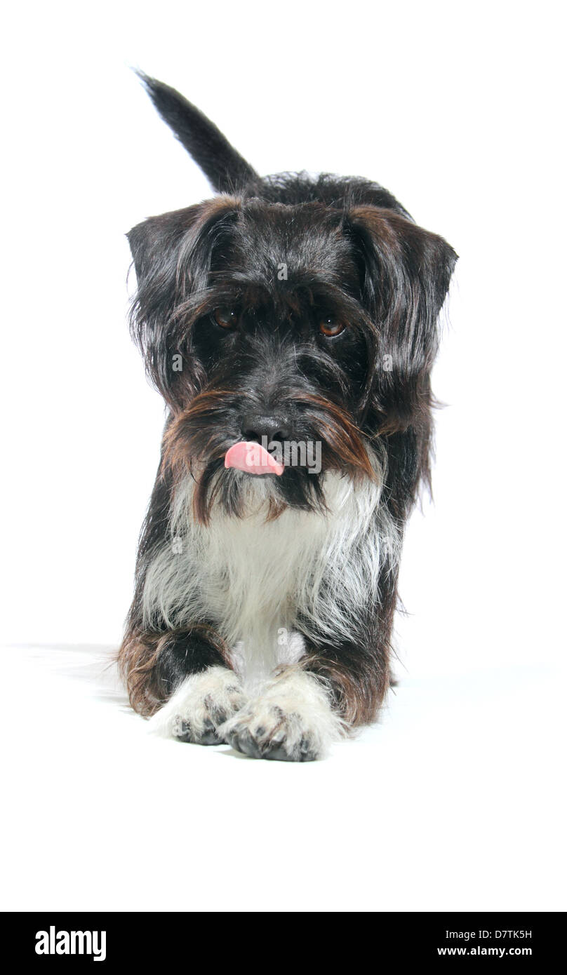 Jackapoo chien photographié dans un studio adapté à la découpe Banque D'Images