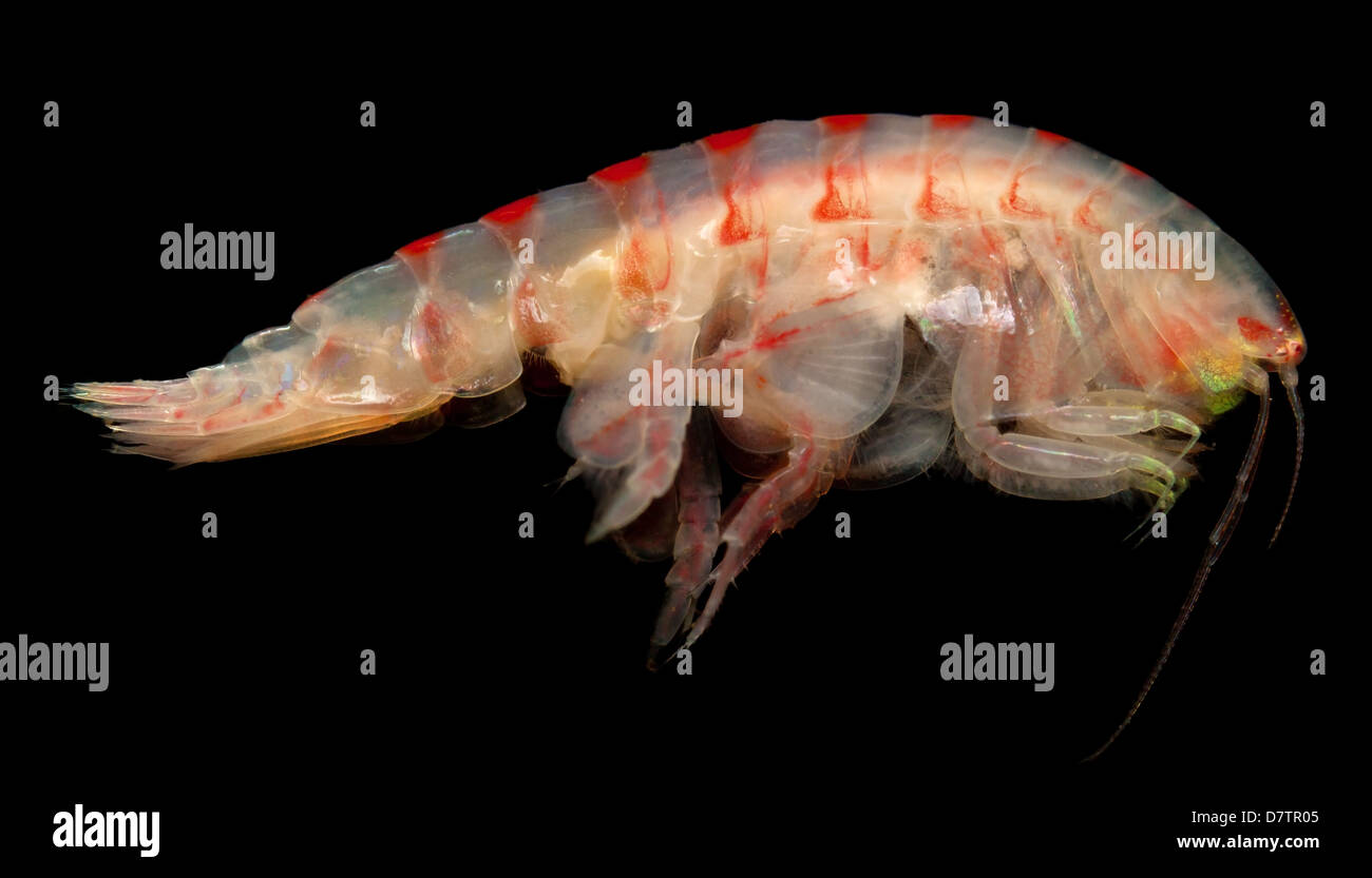 Amphipoda amphipod Banque de photographies et d’images à haute ...