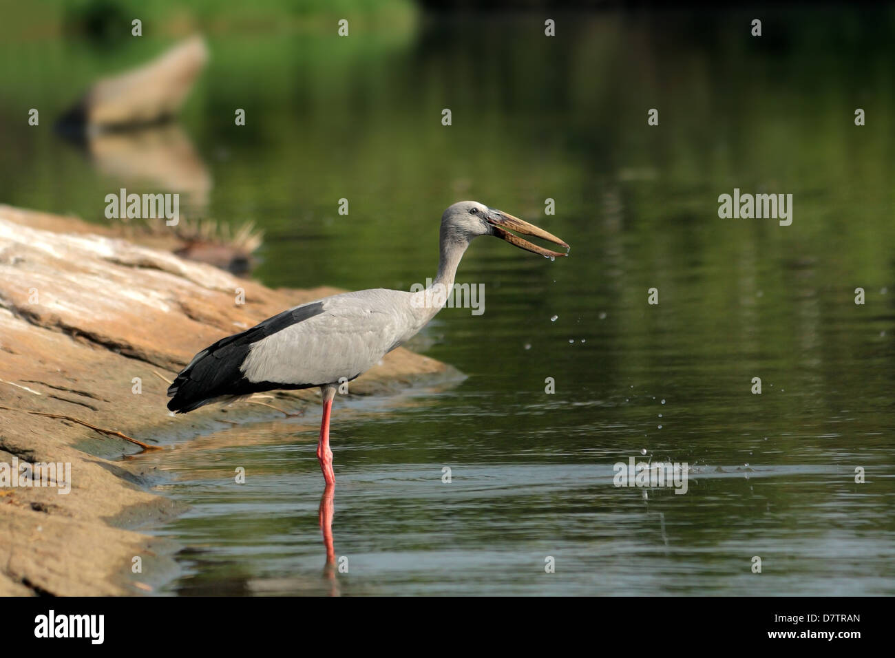 Asian Openbill Stork, Inde Banque D'Images