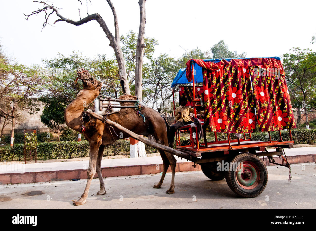 Trailer tiré par chameau près d'Agra, Inde Banque D'Images
