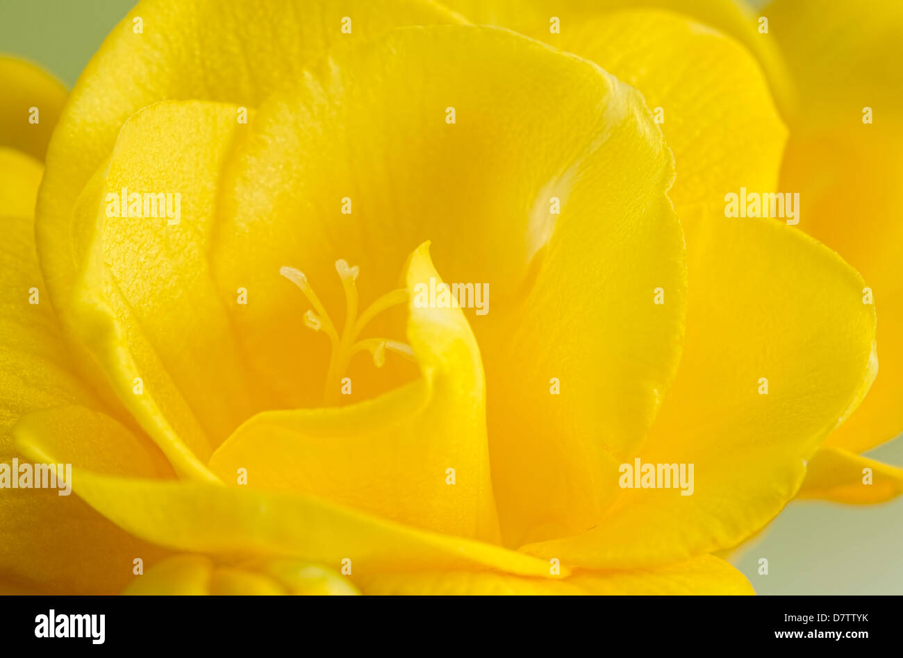 Close up fleur freesia jaune Banque D'Images