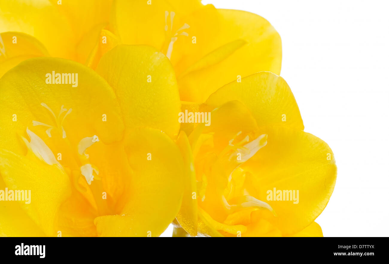 Close up freesia jaune fleur sur white Banque D'Images