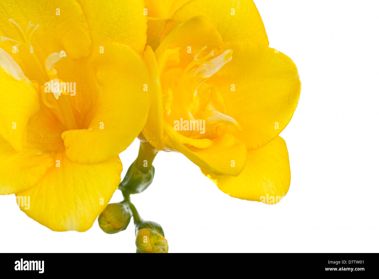Close up freesia jaune fleur sur fond blanc Banque D'Images