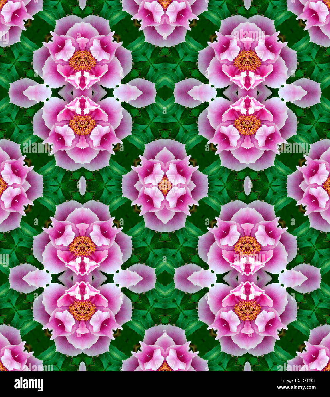Motif répété à partir de l'image de fleur de pivoine Rose Banque D'Images