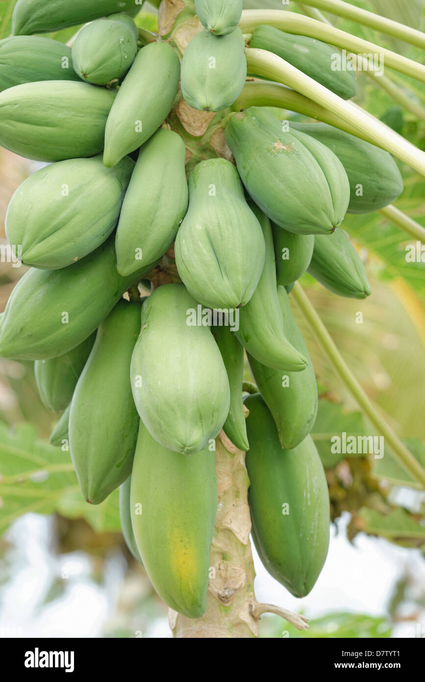 Papaye (Carica papaya) (papaye), Wayaseva island, Yasawa Island Group, Fiji, South Pacific Islands Banque D'Images