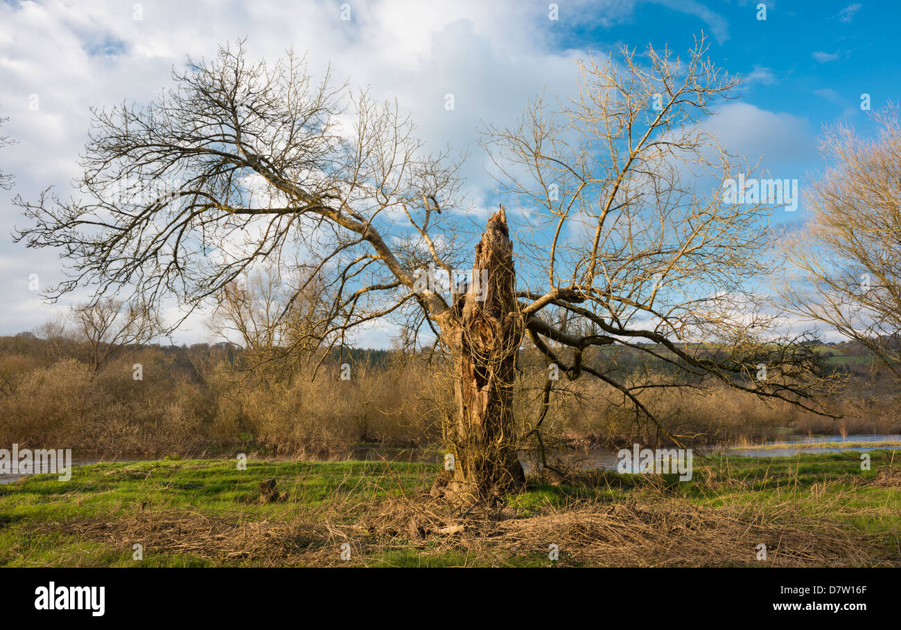 Vieux frêne en fin d'hiver sur la rive de la rivière Blackwater près de Lismore, comté de Waterford, Irlande Banque D'Images