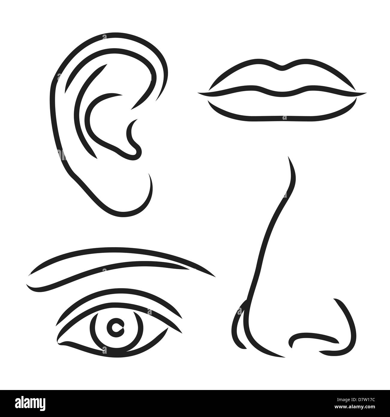 Illustration de l'oreille, du nez, de la bouche et des yeux Photo Stock -  Alamy