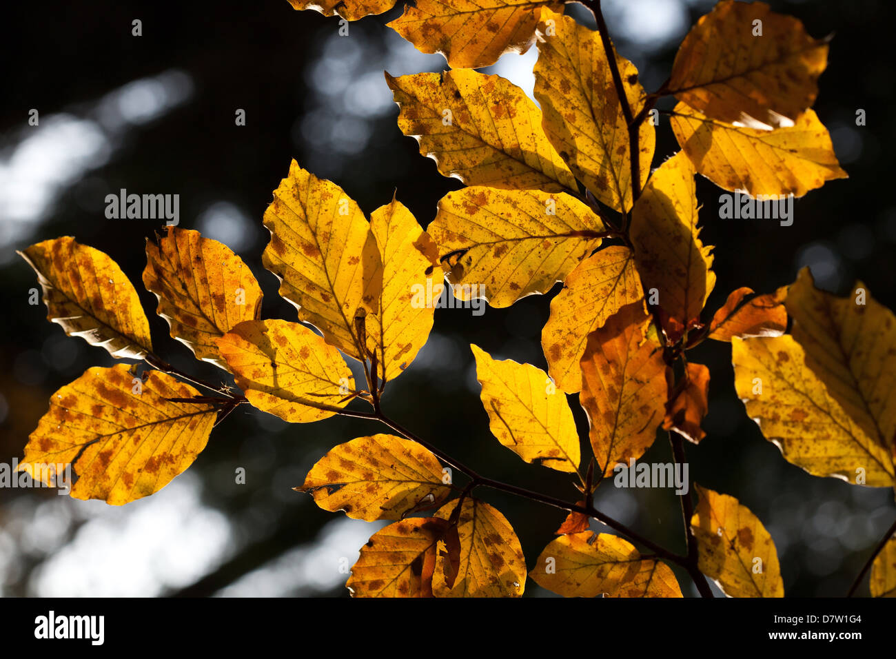 Feuilles de hêtre aux couleurs de l'automne dans la forêt de Cansiglio, Padova, Veneto, Italie Banque D'Images
