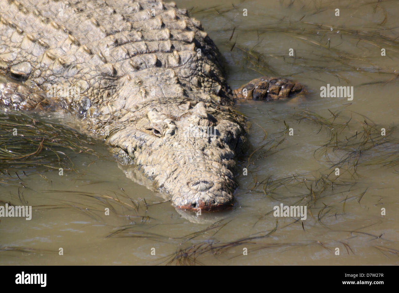 Un crocodile, Sainte-Lucie, zones humides Kwa-Zulu Natal, Afrique du Sud Banque D'Images