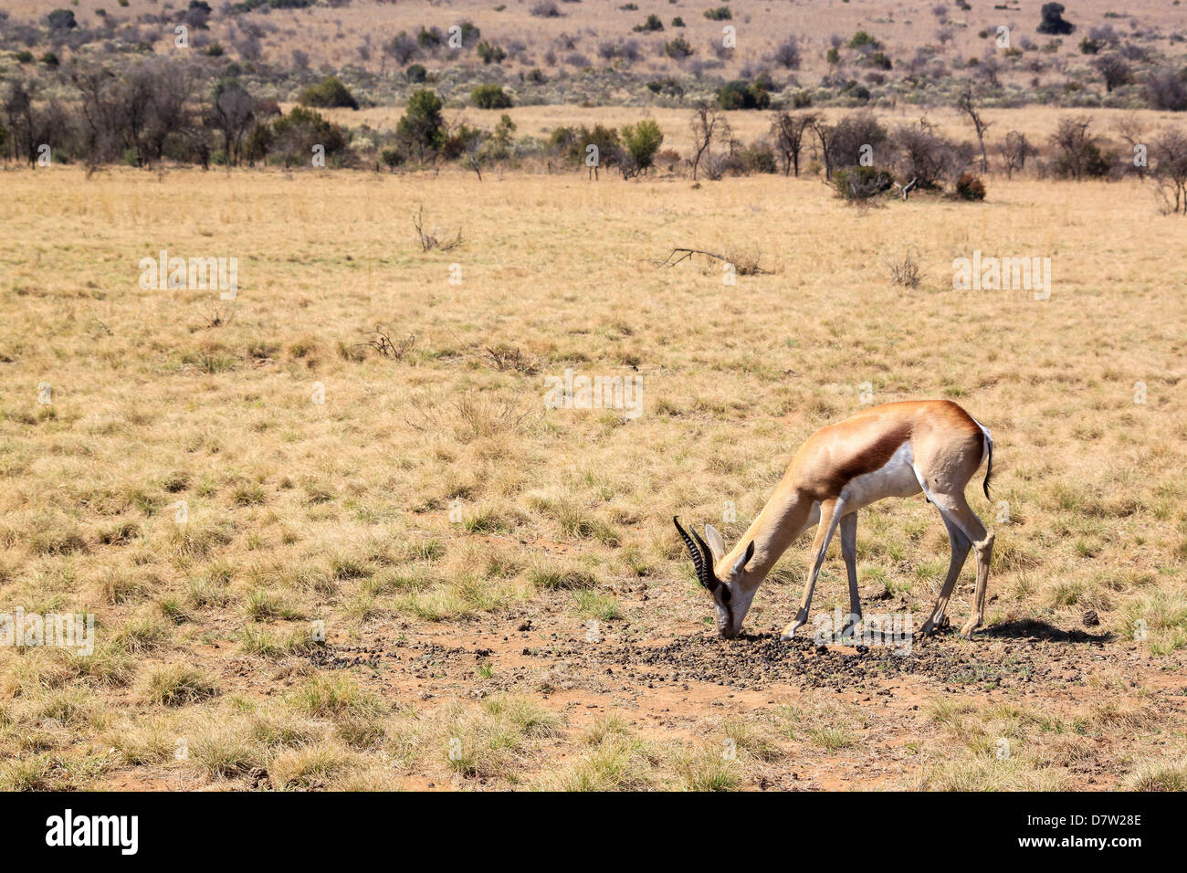 Un Pilaneesberg pâturage springbok, Parc National, à l'ouest de Pretoria, Province du Nord-Ouest, Afrique du Sud Banque D'Images