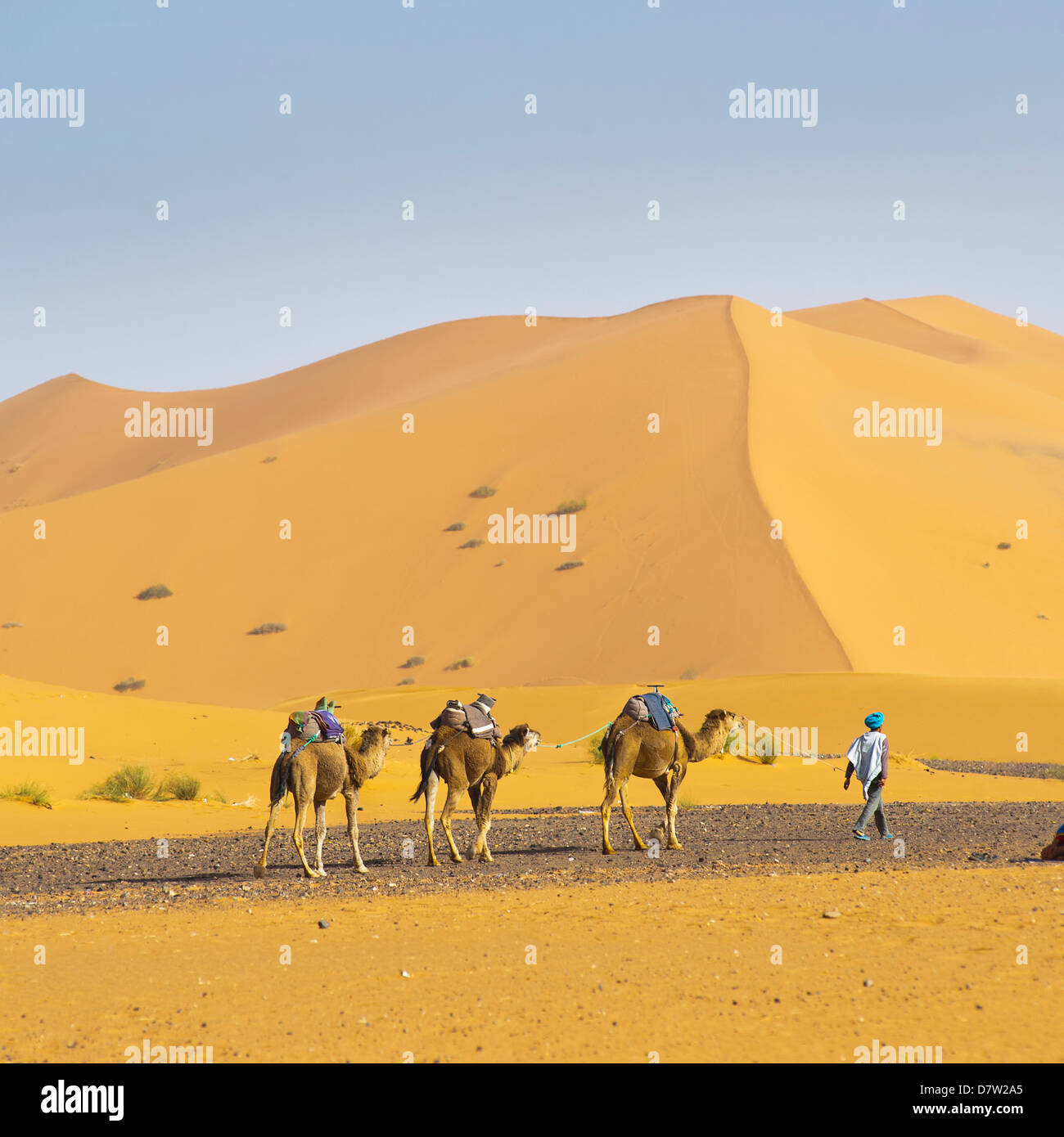 Caravane de chameaux dans le désert de l'Erg Chebbi, désert du Sahara, près de Merzouga, Maroc, Afrique du Nord Banque D'Images