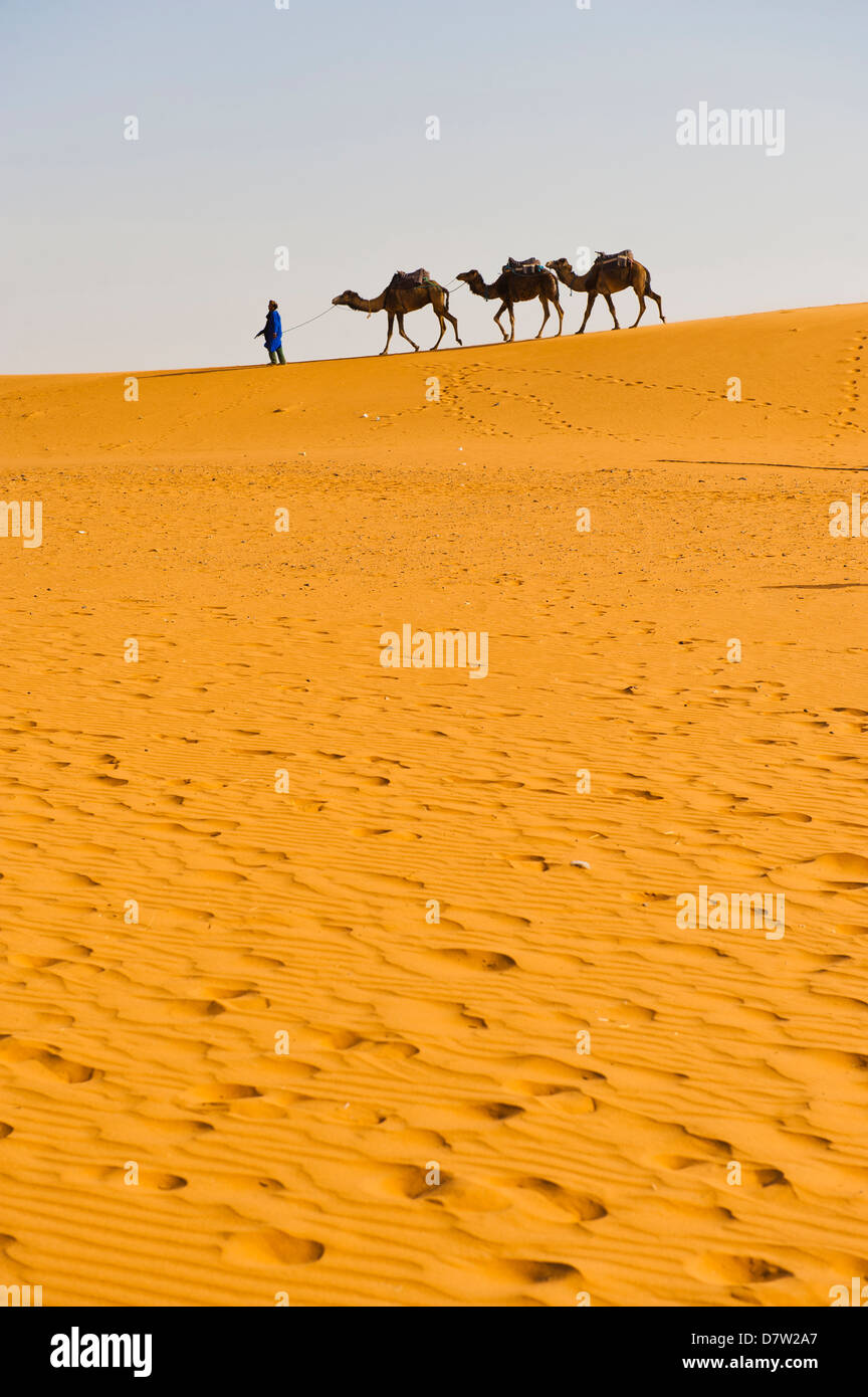 Caravane de chameaux dans le désert de l'Erg Chebbi, désert du Sahara, près de Merzouga, Maroc, Afrique du Nord Banque D'Images