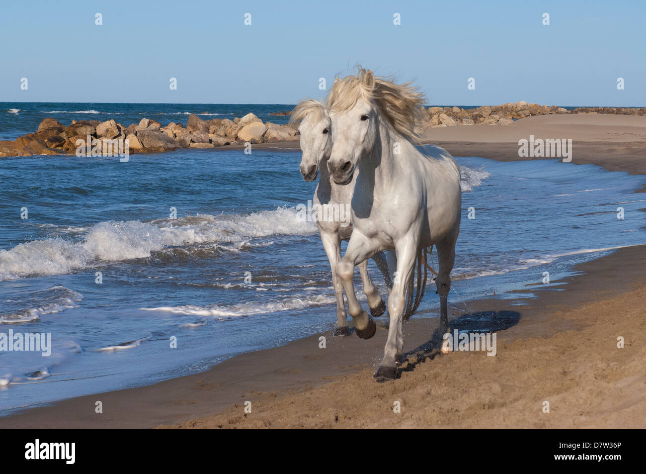 Camargue chevaux qui courent sur la plage, Bouches du Rhone, Provence, France Banque D'Images