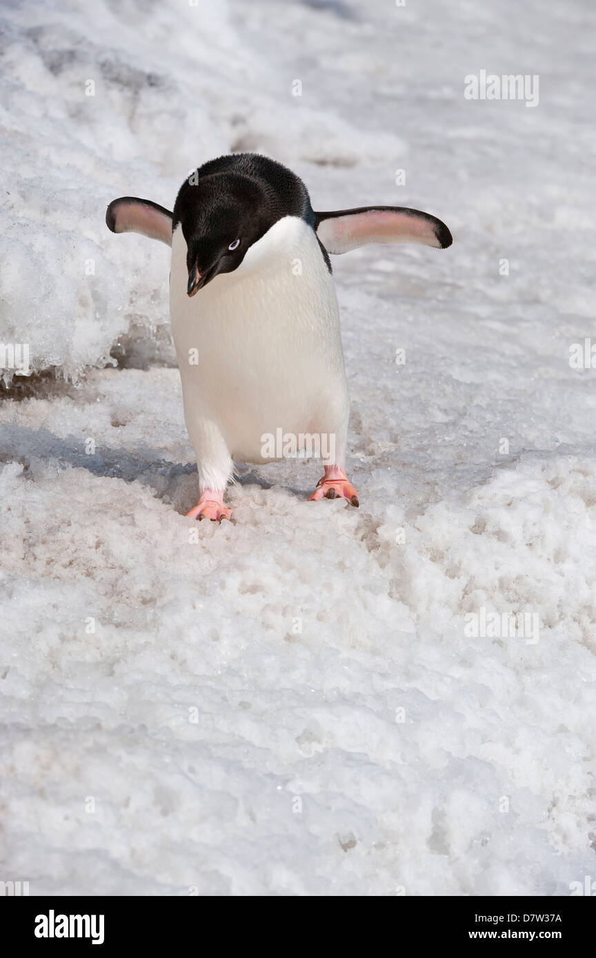 Manchot Adélie (Pygoscelis adeliae), l'île Paulet, Erebus et Terror Golfe, Péninsule Antarctique, l'Antarctique Banque D'Images