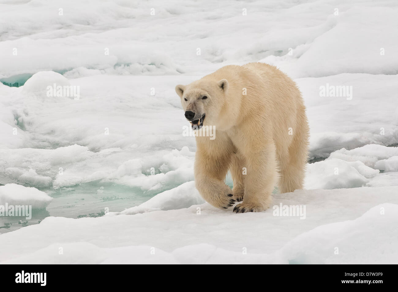 Femme ours polaire (Ursus maritimus), archipel du Svalbard, mer de Barents, Norvège, Scandinavie Banque D'Images