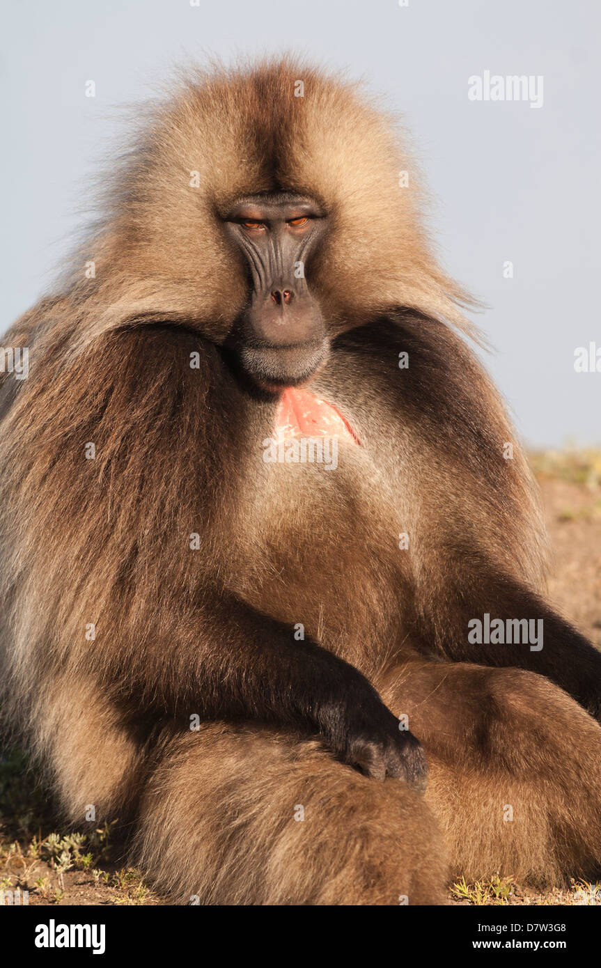 Le babouin gélada (Theropithecus Gelada), le parc national des montagnes du Simien, région d'Amhara, au nord de l'Ethiopie Banque D'Images