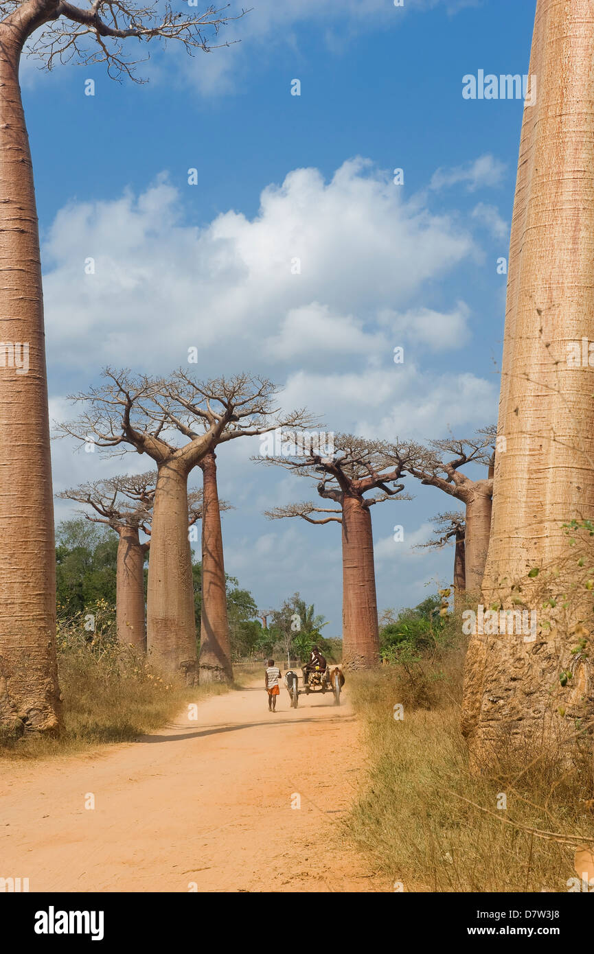 Alley des Baobabs (Adansonia grandidieri), Morondava, Madagascar Banque D'Images