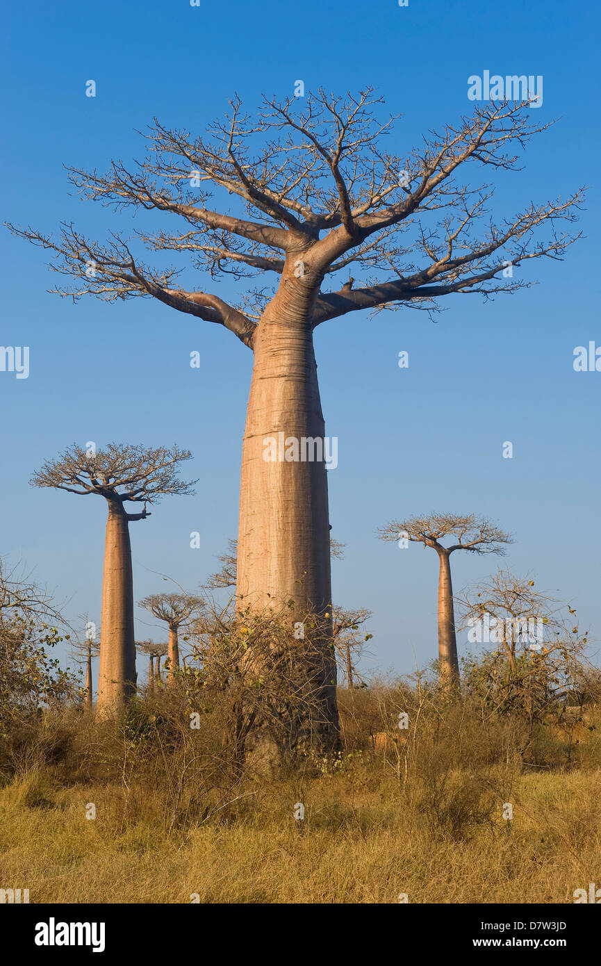 Le Baobab (Adansonia grandidieri), Morondava, Madagascar Banque D'Images