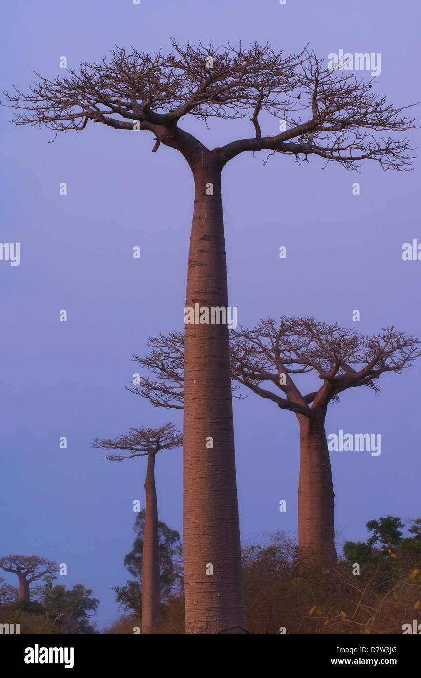 Le Baobab (Adansonia grandidieri) au coucher du soleil, Morondava, Madagascar Banque D'Images