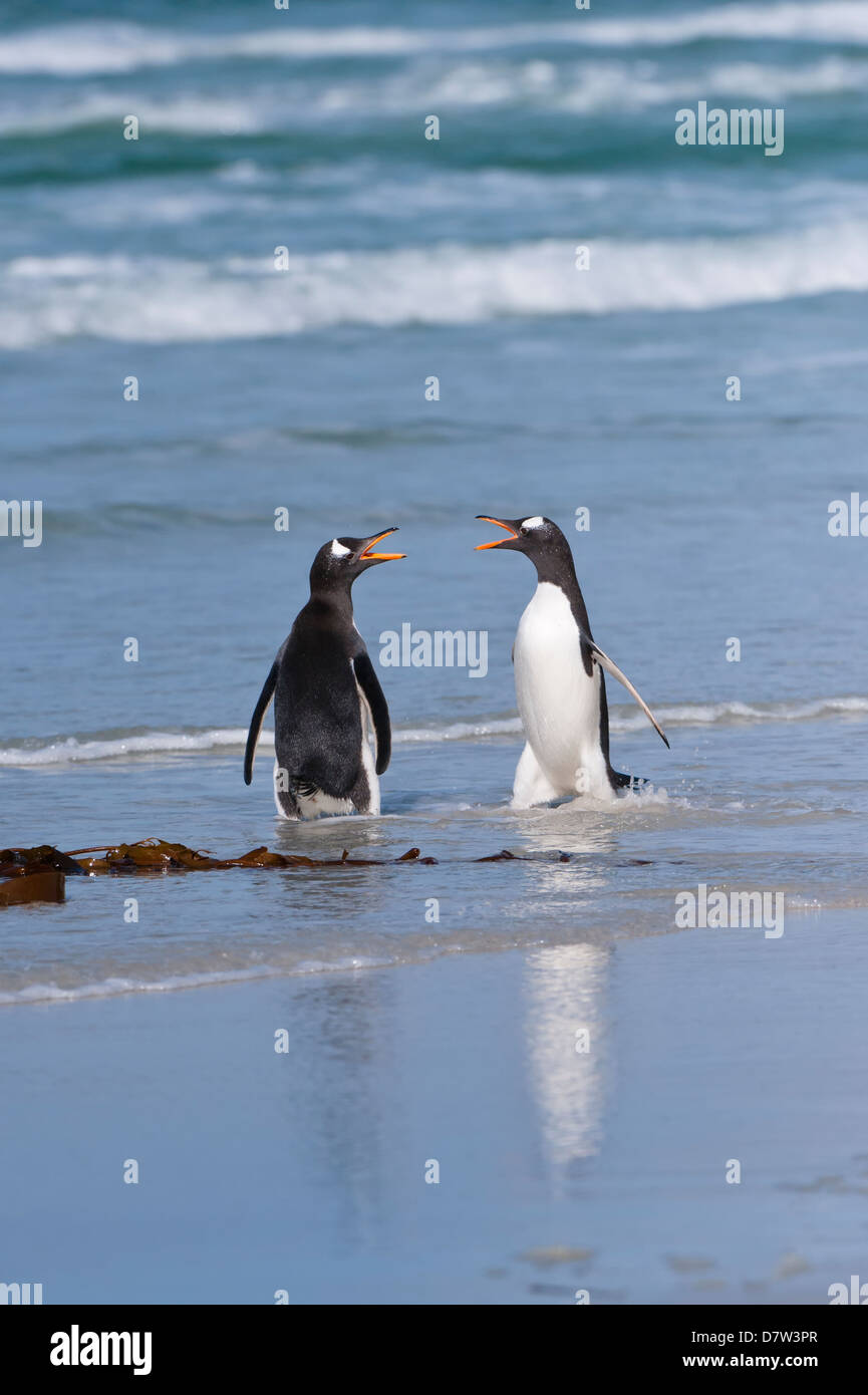 Deux manchots papous (Pygoscelis papua) combats sur la plage, l'Île Saunders, îles Malouines, l'Amérique du Sud Banque D'Images