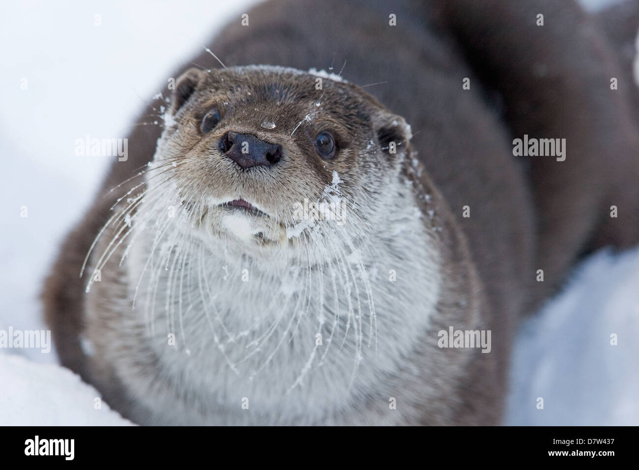 Loutre d’Europe Banque D'Images