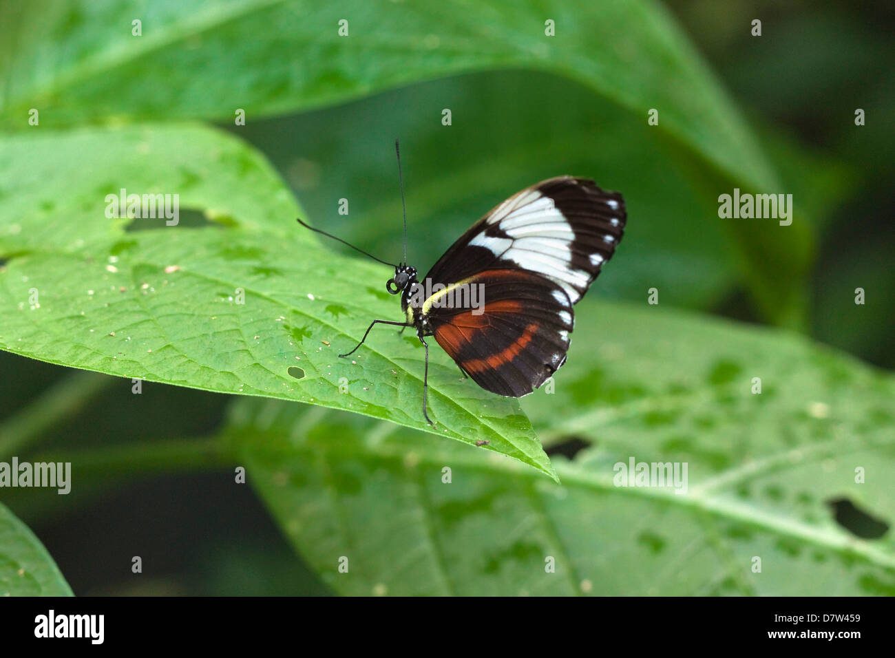 Mechanitis polymnia isthmia papillon, une espèce commune au Costa Rica, Arenal, Province d'Alajuela, Costa Rica Banque D'Images