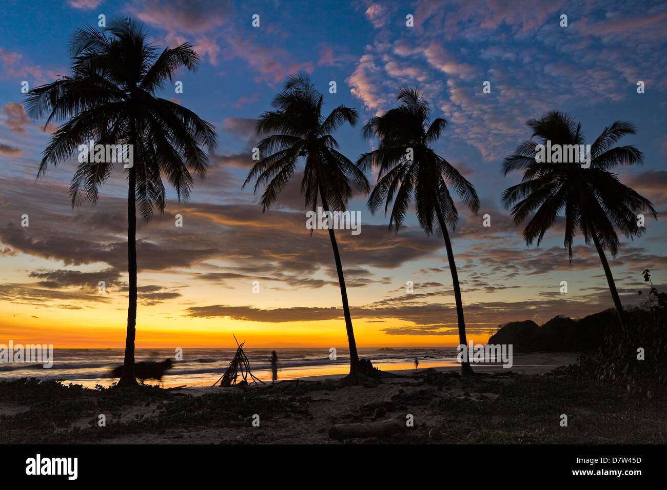 Palmiers au coucher du soleil sur la Playa Guiones Nosara Beach, surf, Péninsule de Nicoya, Province de Guanacaste, Costa Rica Banque D'Images