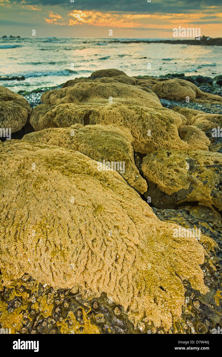 Sable intertidales reef faites par le Sandcastle worm, Playa Guiones beach, Nosara, Péninsule de Nicoya, Province de Guanacaste, Costa Rica Banque D'Images